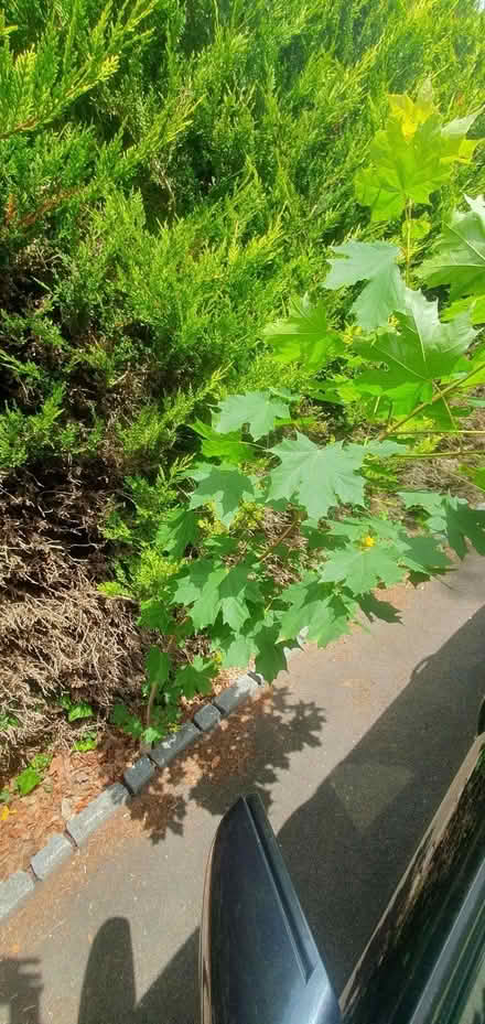 Photo of free Young tree (Sunningdale SL5) #3