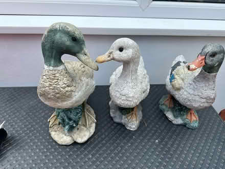 Photo of free Garden ducks (Cold Harbour OX1) #1