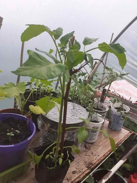 Photo of free Organic Tomatoe Plants (Athlone) #1