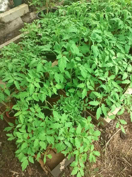 Photo of free Organic Tomatoe Plants (Athlone) #2