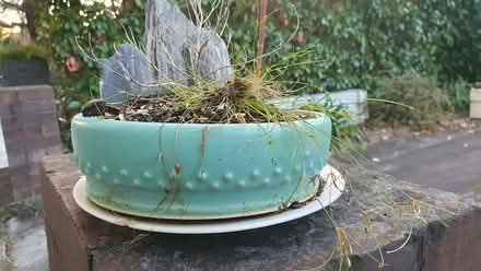 Photo of free Bonsai pot (Haberfield) #3