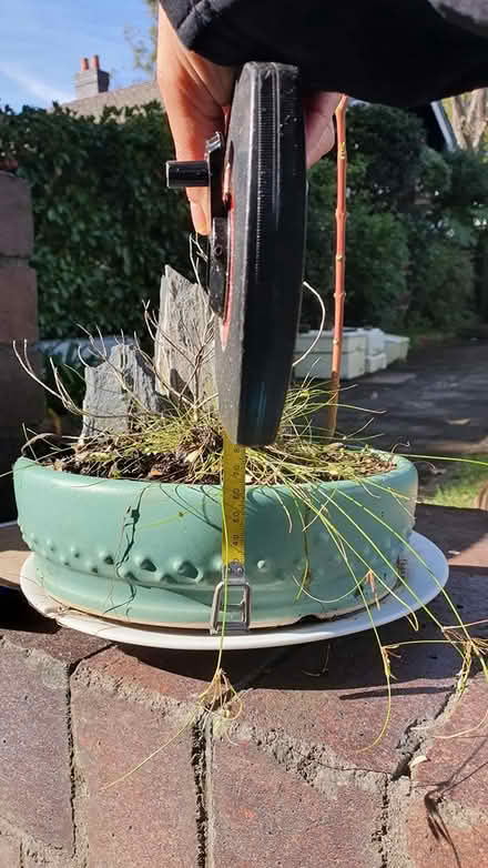 Photo of free Bonsai pot (Haberfield) #1