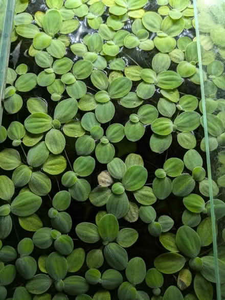 Photo of free Dwarf water lettuce (Cheltenham GL51) #1