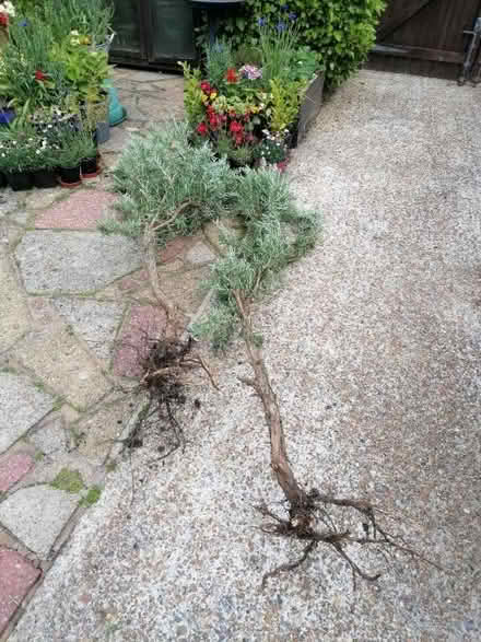 Photo of free Rosemary plants. (Langney BN23) #1