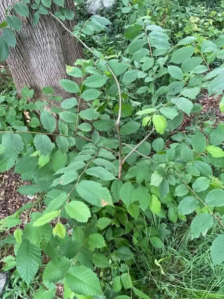 Photo of free Elm sapling (Reading, off West st) #2