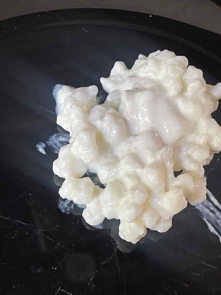 Photo of free Kefir Grains (Cheadle Heath SK8) #1