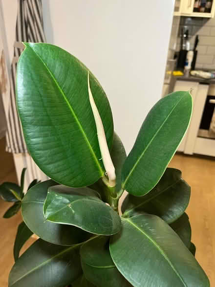 Photo of free Rubber plant (N19) #2