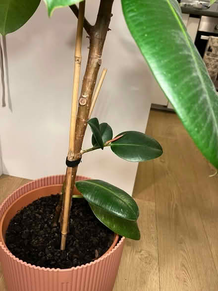 Photo of free Rubber plant (N19) #3