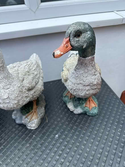 Photo of free Garden ducks (Cold Harbour OX1) #4