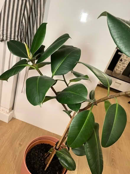 Photo of free Rubber plant (N19) #4