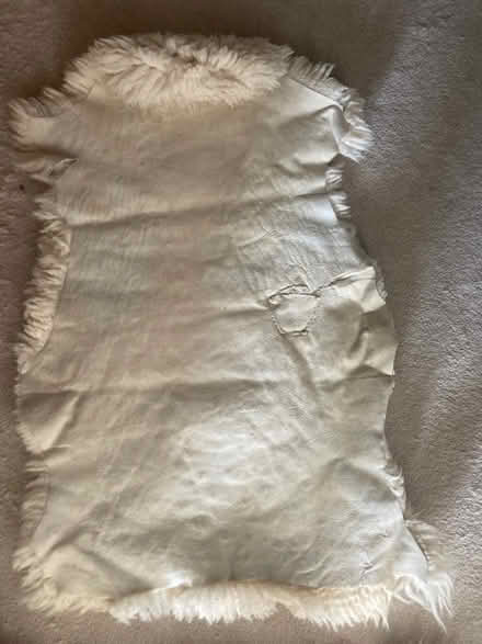 Photo of free Sheepskins (BH23) #3