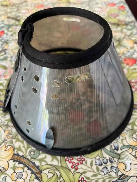 Photo of free Cat medical collar/ cone (TN15) #1