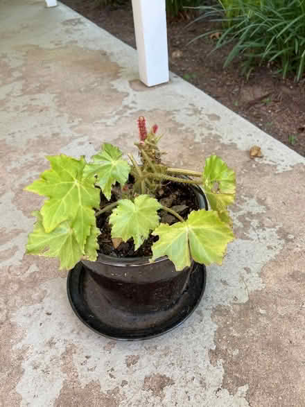 Photo of free Houseplants (Sharon Woods, Gaithersburg) #2