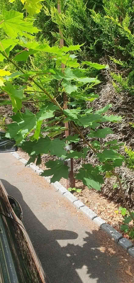 Photo of free Young tree (Sunningdale SL5) #4