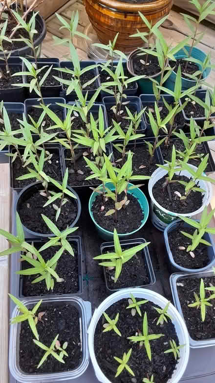 Photo of free Milkweed plant seedlings (East Oshawa, Ontario) #1