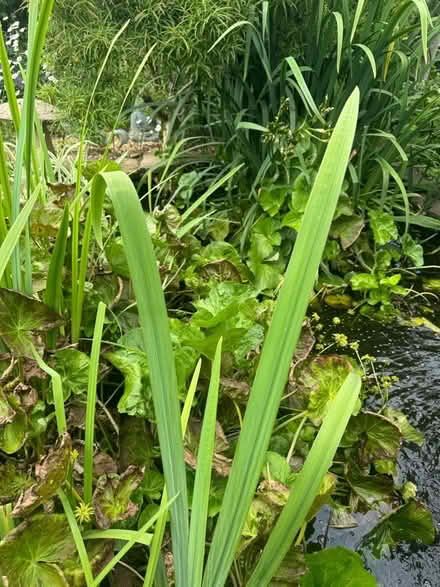 Photo of free Pond Marsh Marigold (DE7) #1