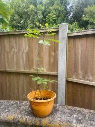 Photo of free Ash, horse chestnut, hazelnut saplings (Ryde PO33) #1