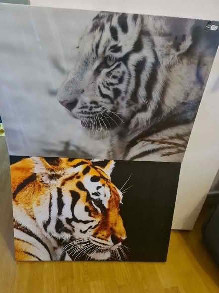 Photo of free X2 printed tiger canvas (Tower Gardens Estate N17) #1