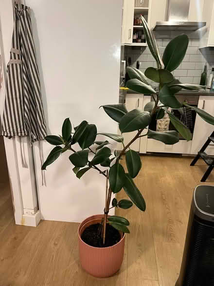 Photo of free Rubber plant (N19) #1
