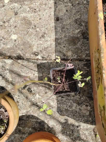 Photo of free Aqualegia (Risinghurst OX3) #1