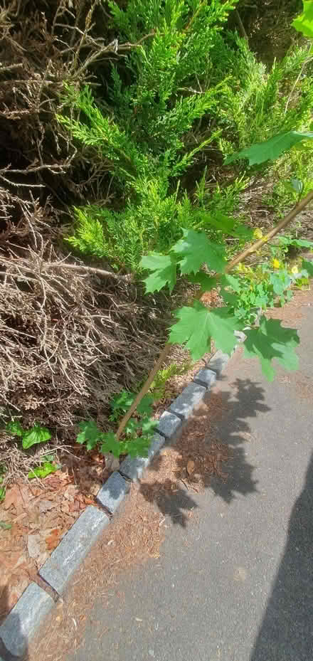 Photo of free Young tree (Sunningdale SL5) #1