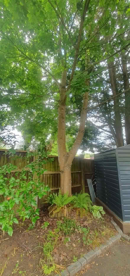 Photo of free Young tree (Sunningdale SL5) #2