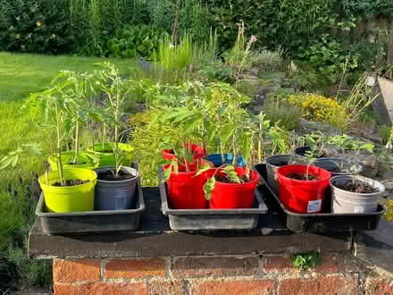 Photo of free Tomato Plants (Quarndon DE22) #1