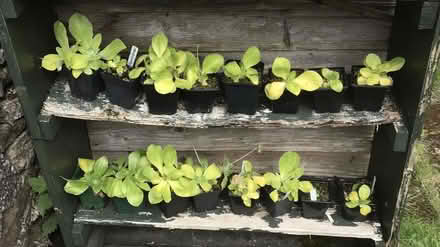 Photo of free Auricula Plants and Book (Great Strickland CA10) #1