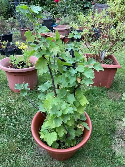 Photo of free Currant Bush (Leeds LS14) #1