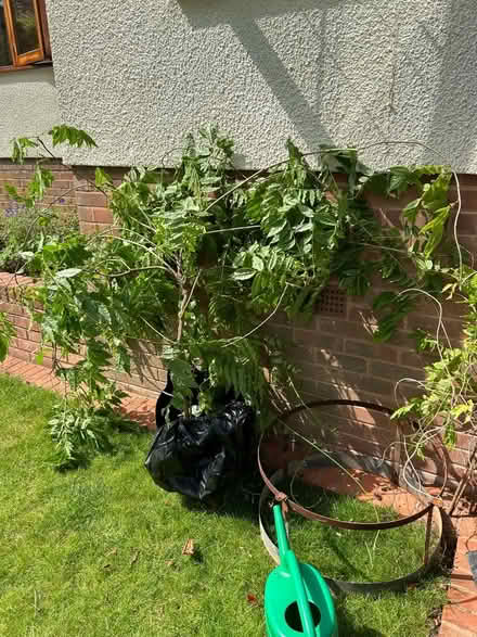 Photo of free Wysteria needs new home (EX8 Littleham Exmouth) #1