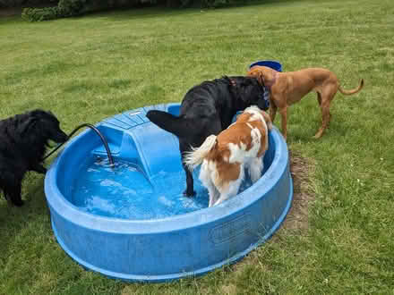 Photo of free kiddie pools (Bridle Trails) #2