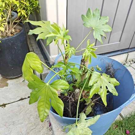 Photo of free Large established evergreen plant (Turnpike lane N15) #2
