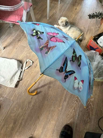 Photo of free Colourful butterfly umbrella (Central Tonbridge) #1