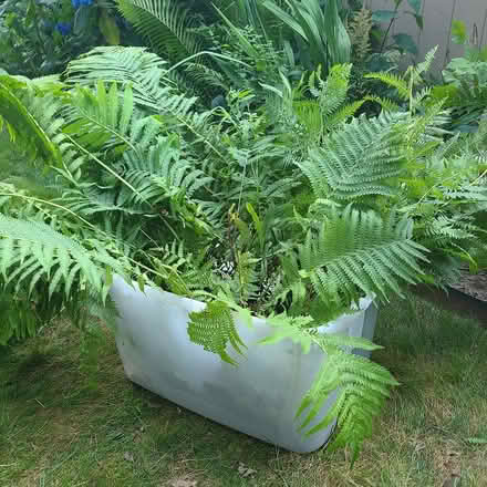 Photo of free Ferns (Middletown) #1