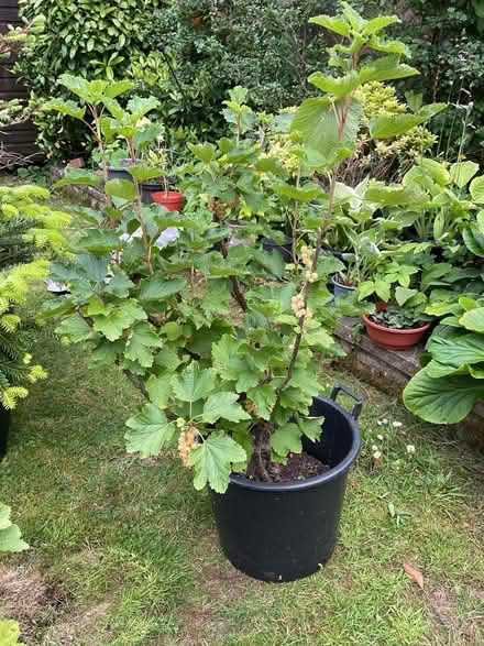 Photo of free Whitecurrant Bush (Leeds LS14) #1