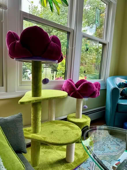 Photo of free Cat tree (reposting) (North Old Town Alexandria) #1