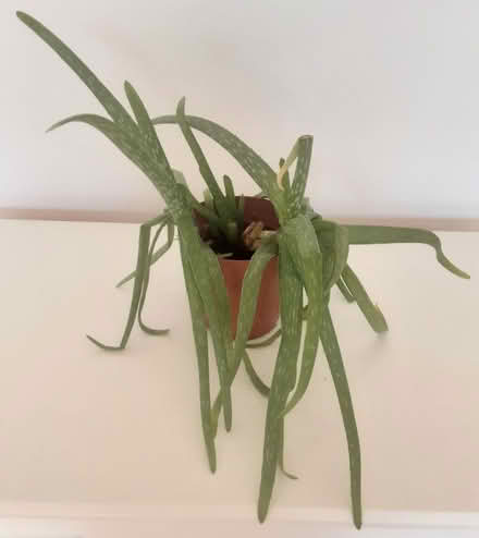 Photo of free Aloe Vera plant (Hove BN3) #1