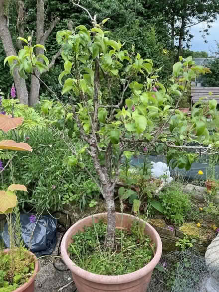 Photo of free Pear Tree (Leeds LS14) #2
