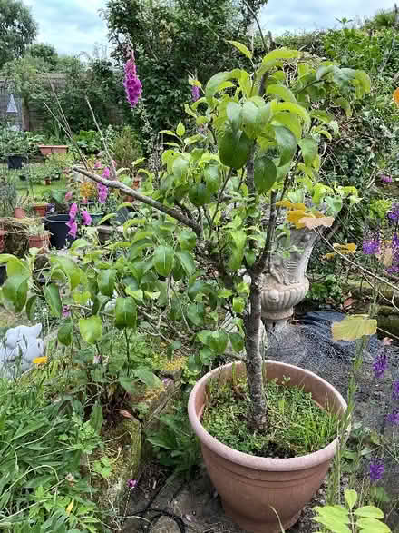 Photo of free Pear Tree (Leeds LS14) #1