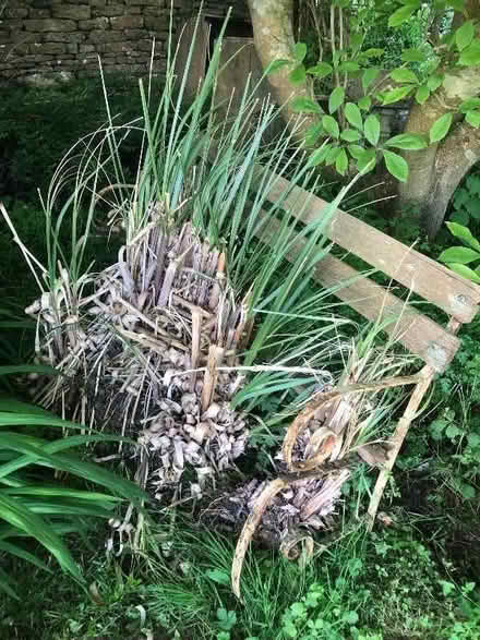 Photo of free More pampas grasses (Box GL6) #1