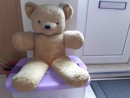 Photo of free Big Ted (Woodseats S8) #1