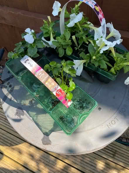 Photo of free White Petunias and Busy Lizzie (BA11) #1
