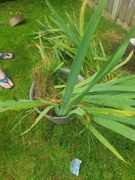 Photo of free Iris bulbs blue flowers (Llandrindod wells) #2