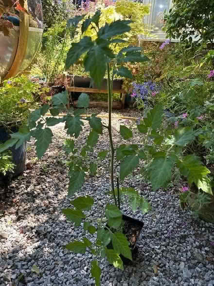 Photo of free Red cherry tomato plant (Eastbourne BN21) #1