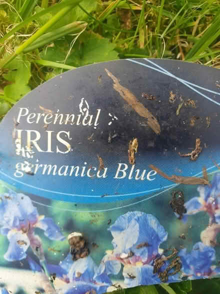 Photo of free Iris bulbs blue flowers (Llandrindod wells) #1