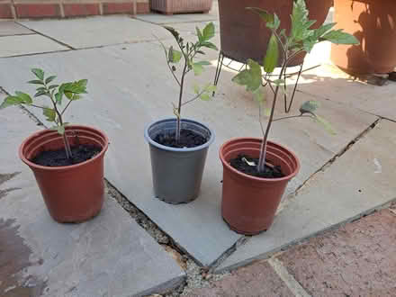 Photo of free Tomato plants (Fareham) #3