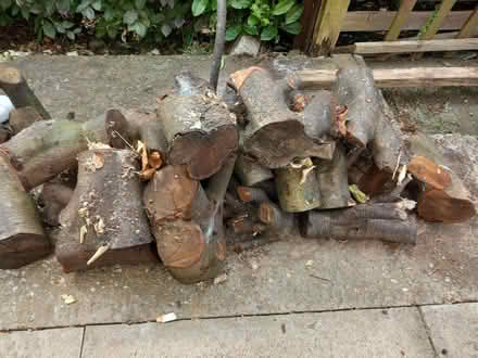 Photo of free Seasoned logs (Mold CH7) #1