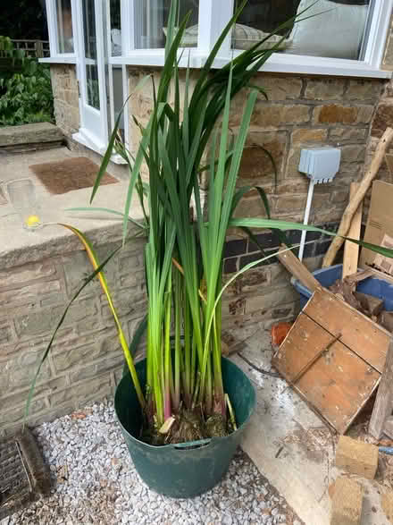 Photo of free Water Iris (S8 Beauchief) #1