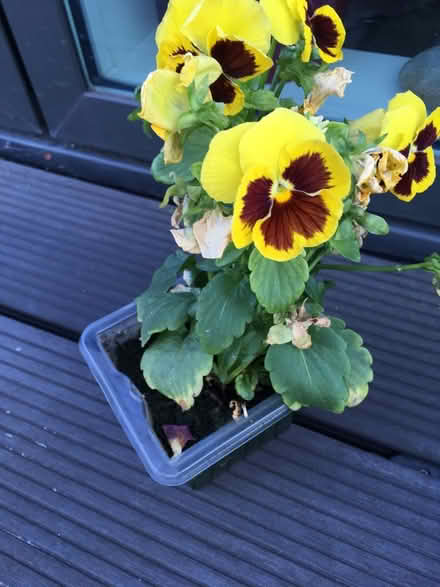 Photo of free Unhappy pansies (Greenwich MV, SE10) #3