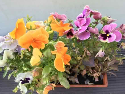 Photo of free Unhappy pansies (Greenwich MV, SE10) #4